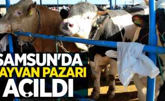 Samsun'da hayvan pazarı yeniden açıldı! 