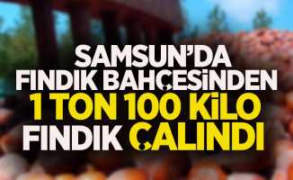 Samsun'da fındık bahçesinden 1 ton 100 kilo fındık çalındı!