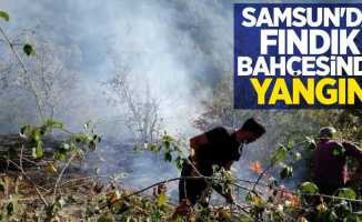 Samsun'da fındık bahçesinde yangın