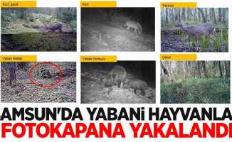 Samsun'da yabani hayvanlar fotokapana yakalandı