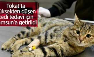 Tokat'ta yüksekten düşen kedi tedavi için Samsun'a getirildi