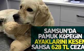 Samsun'da Pamuk köpeğin ayaklarını kesen şahsa 628 TL ceza...