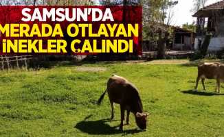 Samsun'da merada otlayan inekler çalındı