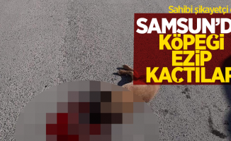 Samsun'da otomobille köpeği ezilen adam şikayetçi oldu