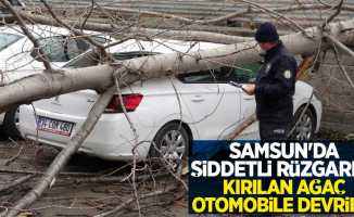 Samsun'da şiddetli rüzgarda kırılan ağaç otomobile devrildi