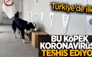 Türkiye'de ilk! Bu köpek koronavirüsü teşhis ediyor