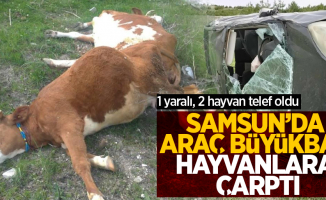 Samsun'da araç büyükbaş hayvanlara çarptı