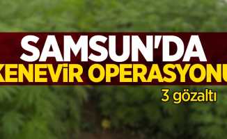 Samsun'da kenevir operasyonu: 3 gözaltı