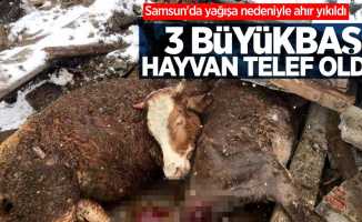 Samsun'da yağışa nedeniyle ahır yıkıldı: 3 büyükbaş hayvan telef oldu