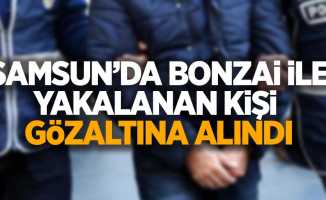 Samsun'da bozai ile yakalanan kişi gözaltına alındı