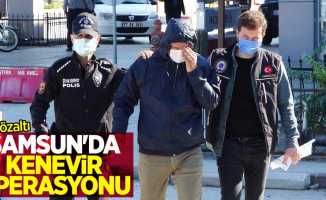 Samsun'da kenevir operasyonu: 11 gözaltı