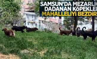 Samsun'da mezarlığa dadanan köpekler mahalleliyi bezdirdi