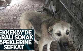 Tekkeköy'de yaralı sokak köpeklerine şefkat