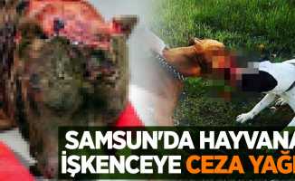 Samsun'da hayvana işkenceye ceza yağdı