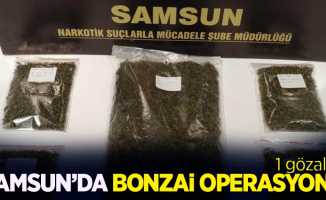 Samsun'da bonzai operasyonu: 1 gözaltı