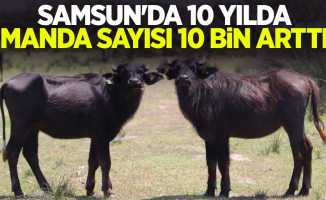 Samsun'da 10 yılda manda sayısı 10 bin arttı