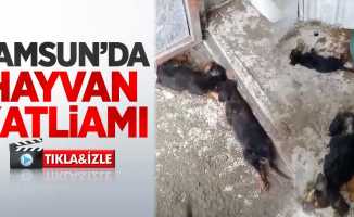 Samsun'da hayvan katliamı 