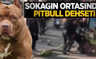 İstanbul’un göbeğinde pitbull dehşeti kamerada