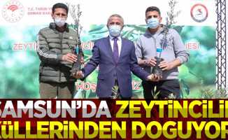 Samsun'da Zeytin Yetiştiriciliği Artıyor!