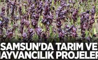 Samsun'da tarım ve hayvancılık projeleri