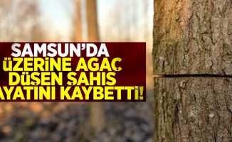 Samsun'da Üzerine Ağaç Düşen Şahıs Hayatını Kaybetti!