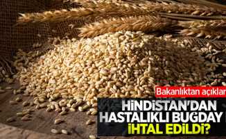 Hindistan'dan hastalıklı buğday mı ithal edildi? Bakanlıktan açıklama