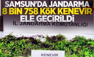 Samsun'da jandarma 8 bin 758 kök kenevir ele geçirildi