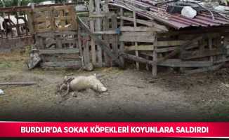 Burdur’da sokak köpekleri koyunlara saldırdı