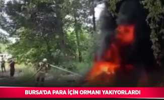 Bursa’da para için ormanı yakıyorlardı