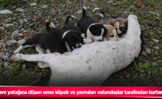 Dere yatağına düşen anne köpek ve yavruları vatandaşlar tarafından kurtarıldı