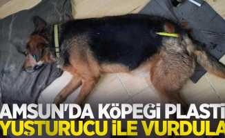 Samsun'da köpeği plastik uyuşturucu ile vurdular