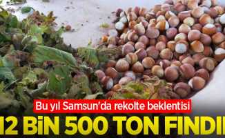 Bu yıl Samsun'da rekolte beklentisi: 112 bin 500 ton fındık