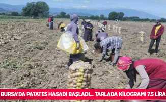 Bursa’da patates hasadı başladı... Tarlada kilogramı 7.5 lira