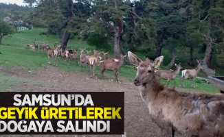 Samsun'da 8 geyik üretilerek doğaya salındı