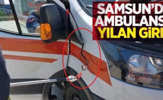 Samsun'da ambulansa yılan girdi