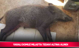 Yaralı domuz Milas’ta tedavi altına alındı