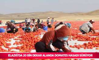 Elazığ’da 20 bin dekar alanda domates hasadı sürüyor