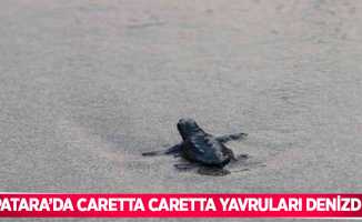 Patara’da caretta caretta yavruları denizde