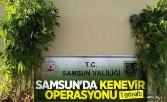 Samsun'da kenevir operasyonu: 1 gözaltı