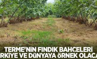 Terme'nin fındık bahçeleri Türkiye ve dünyaya örnek olacak