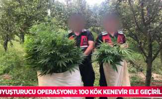 Uyuşturucu operasyonu: 100 kök kenevir ele geçirildi