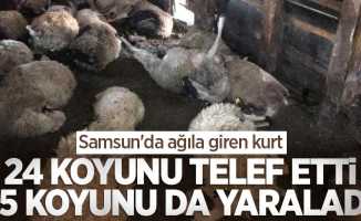 Samsun'da ağıla giren kurt 24 koyunu telef etti, 15 koyunu da yaraladı