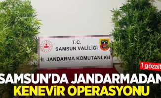 Samsun'da jandarmadan kenevir operasyonu: 1 gözaltı