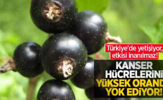 Türkiye'de yetişiyor, etkisi inanılmaz! Kanser hücrelerini yüksek oranda yok ediyor