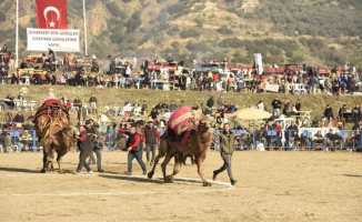 Aydın’da ünlü 150 pehlivan deve kıran kırana mücadele etti