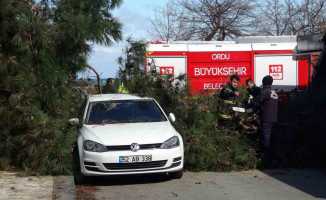 Ordu’da fırtına: Devrilen ağaç, otomobil ve iş yerine hasar verdi