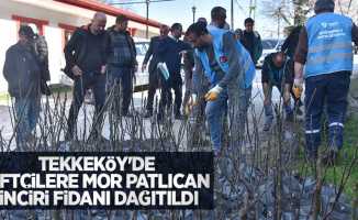 Tekkeköy’de çiftçilere mor patlıcan inciri fidanı dağıtıldı