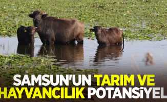 Samsun'un tarım ve hayvancılık potansiyeli