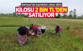 Samsun'da topraktan çıkan altın: Kilosu 2 bin TL'den satılıyor