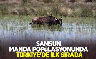 Samsun manda popülasyonunda Türkiye'de ilk sırada